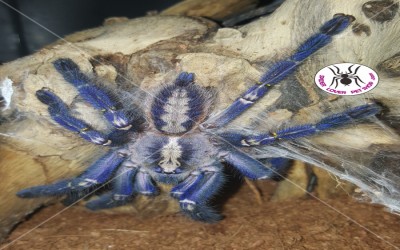 poecilotheria metallica Komunal tarantula